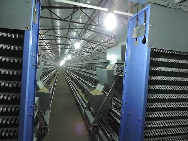 階梯式蛋雞設(shè)備