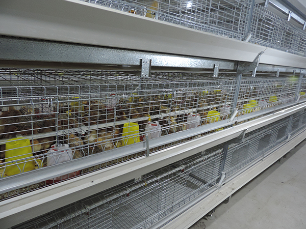 層疊式雛雞設(shè)備