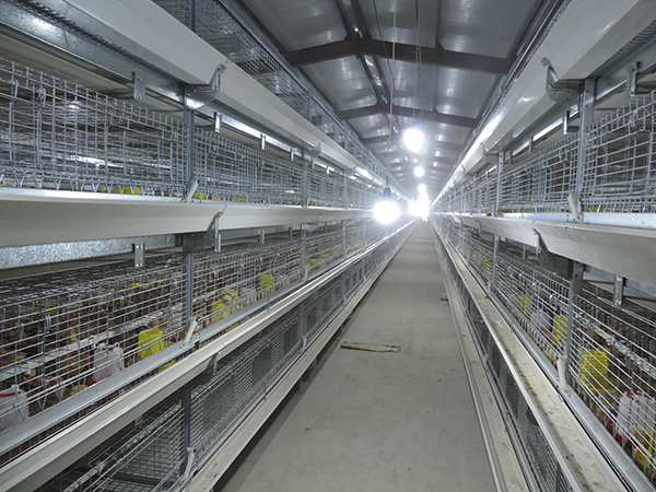 層疊式雛雞設(shè)備