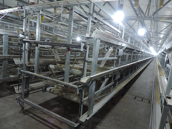 層疊式肉雞設(shè)備